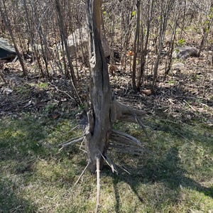 Natural Driftwood Root, Ideal for Taxidermy, Approximately 36 Inches Long by 22 Inches Wide and 21 Inches Deep
