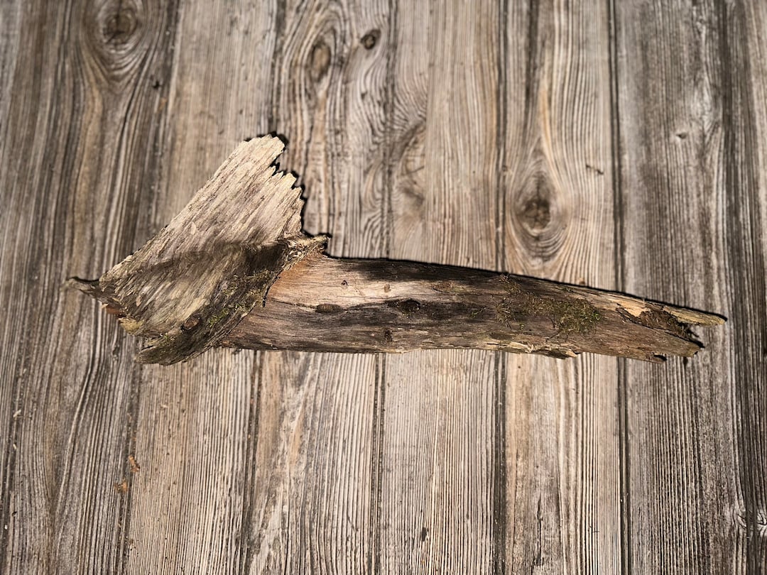 Tree Limb, Branch End, Driftwood, Approximately 20 Inches Long by 6 ...
