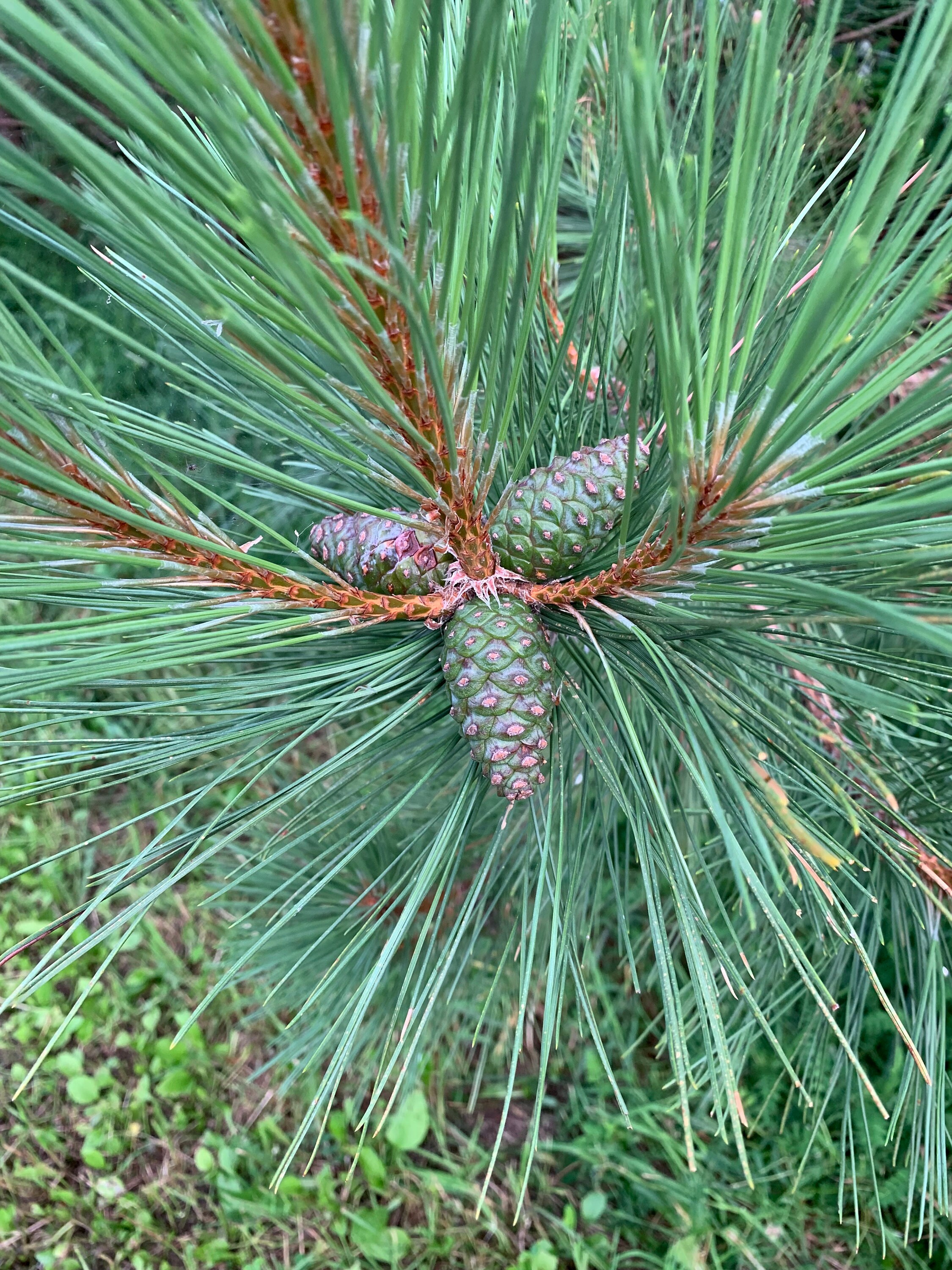 Pine Cones From Red Pine Trees Unopened Green or Purplish in Etsy
