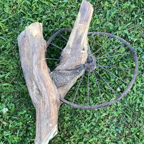 Tree Root with Wheel Grown Into It, ONE OF A KIND, Approximately 19 Inches Long x 15 Inches Wide and 4 Inches Tall