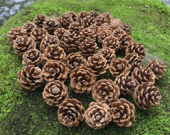 May include: A collection of brown pine cones arranged on a bed of vibrant green moss. The cones vary in size and shape, with open and closed forms. The natural setting includes a blurred background of water and rocks, suggesting an outdoor environment.