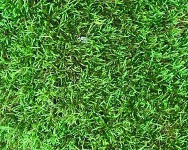 20 pieces of 2 x 2 inch squares of freshly gathered moss Live Sheet Moss Moss