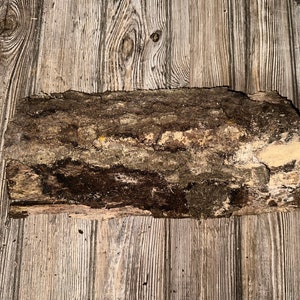 Aspen Wood/Bark, Curved Slab, Approximately 15.5 Inches Long by 7 Inches Wide and 2.5 Inches High
