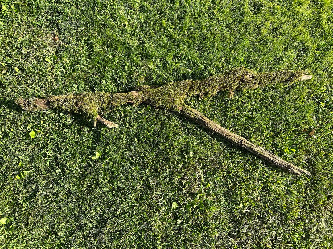 Moss Log Yshaped Live Moss on a Log Mossy Log Etsy