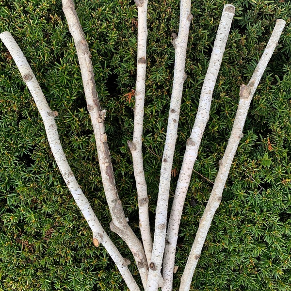 White Birch Branches, 6 count, 20 inches in length, 1/2 - 1 inch diameter