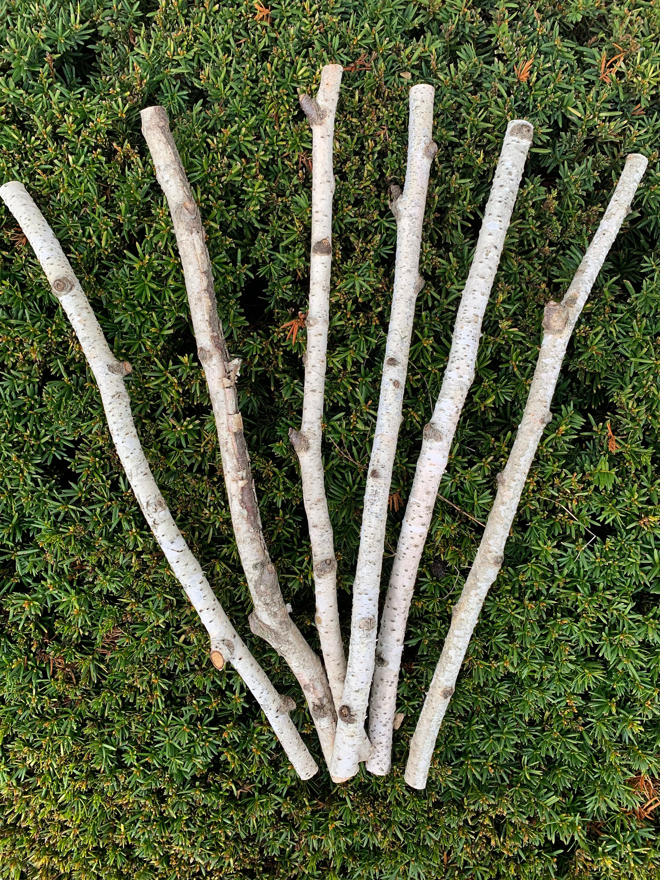 White Birch Fireplace Logs Cottagecore Decor Birch Logs Set of 5