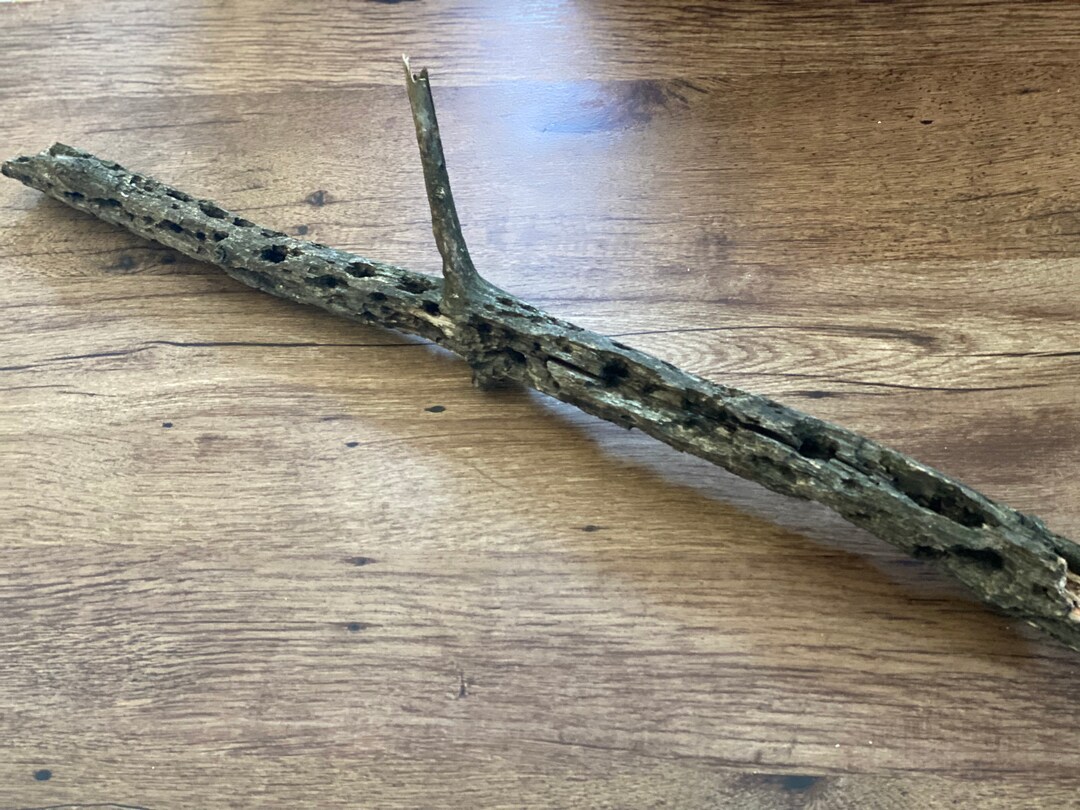 Tree Branch With Natural Woodpecker Holes and Cavities, Unique, 28 ...