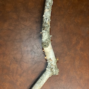 Crooked White Birch Log, Approximately 20 Inches Long by 1 Inch Thick