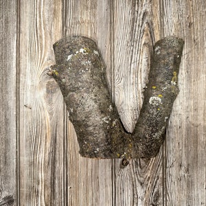 May include: A wooden letter V made from a tree branch, mounted on a weathered wooden wall.