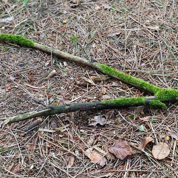 Live Moss on a Stick, V-Shaped Mossy Log Approximately 21.5 Inches Long with a Width of 10 Inches and About 1/2 Inches High