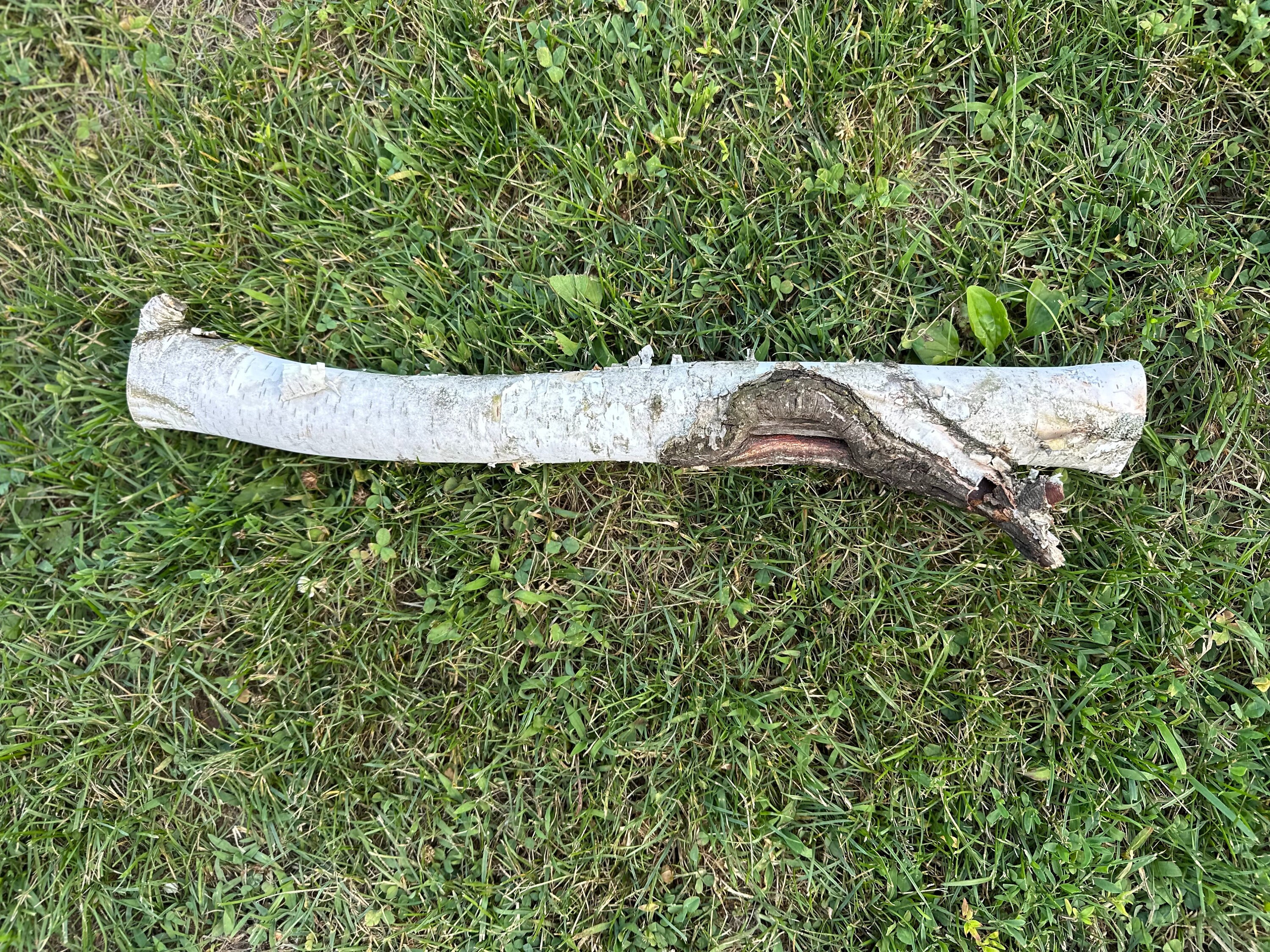 White Birch Log With Knot Hole, Paper Birch, 20.5 Inches Long, 1.5 ...