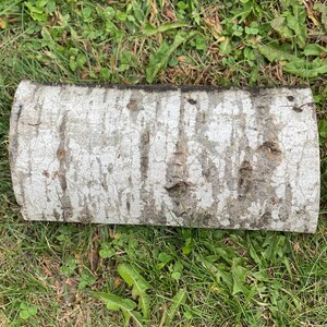 May include: A close-up of a light brown, round piece of birch wood with a white, textured bark. The wood is lying on a bed of green grass.