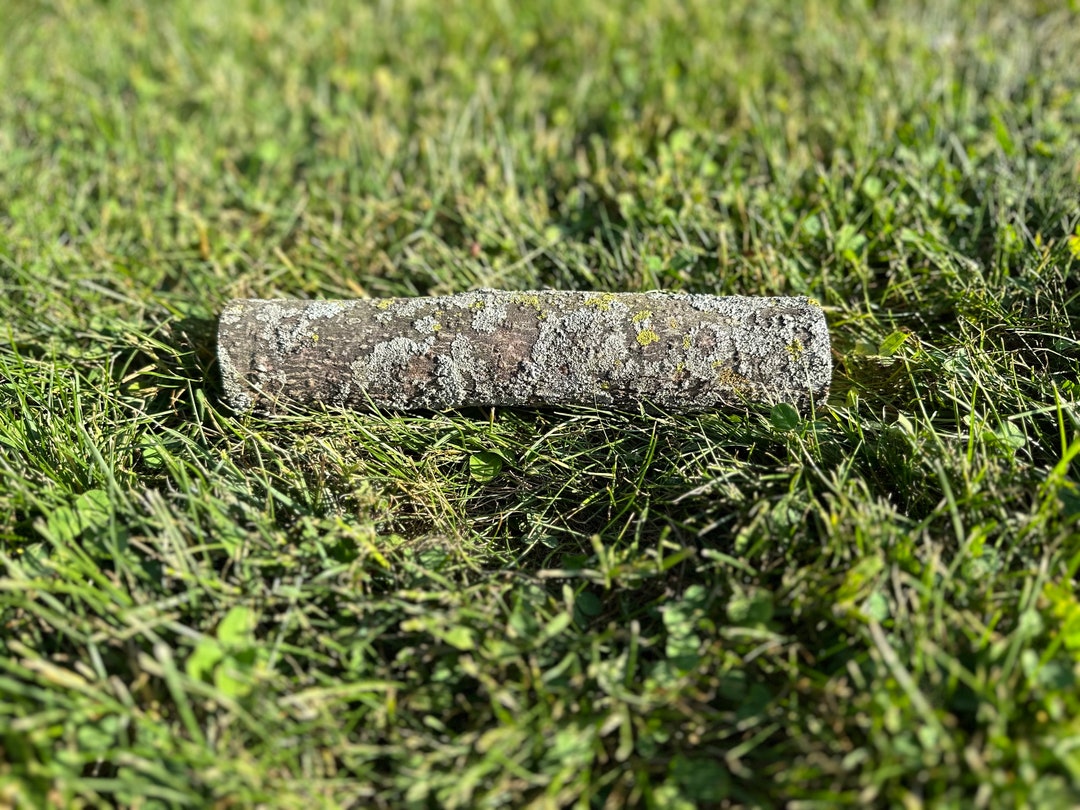 Basswood Log, American Linden, 12 Inches Long, Bundles Available Etsy