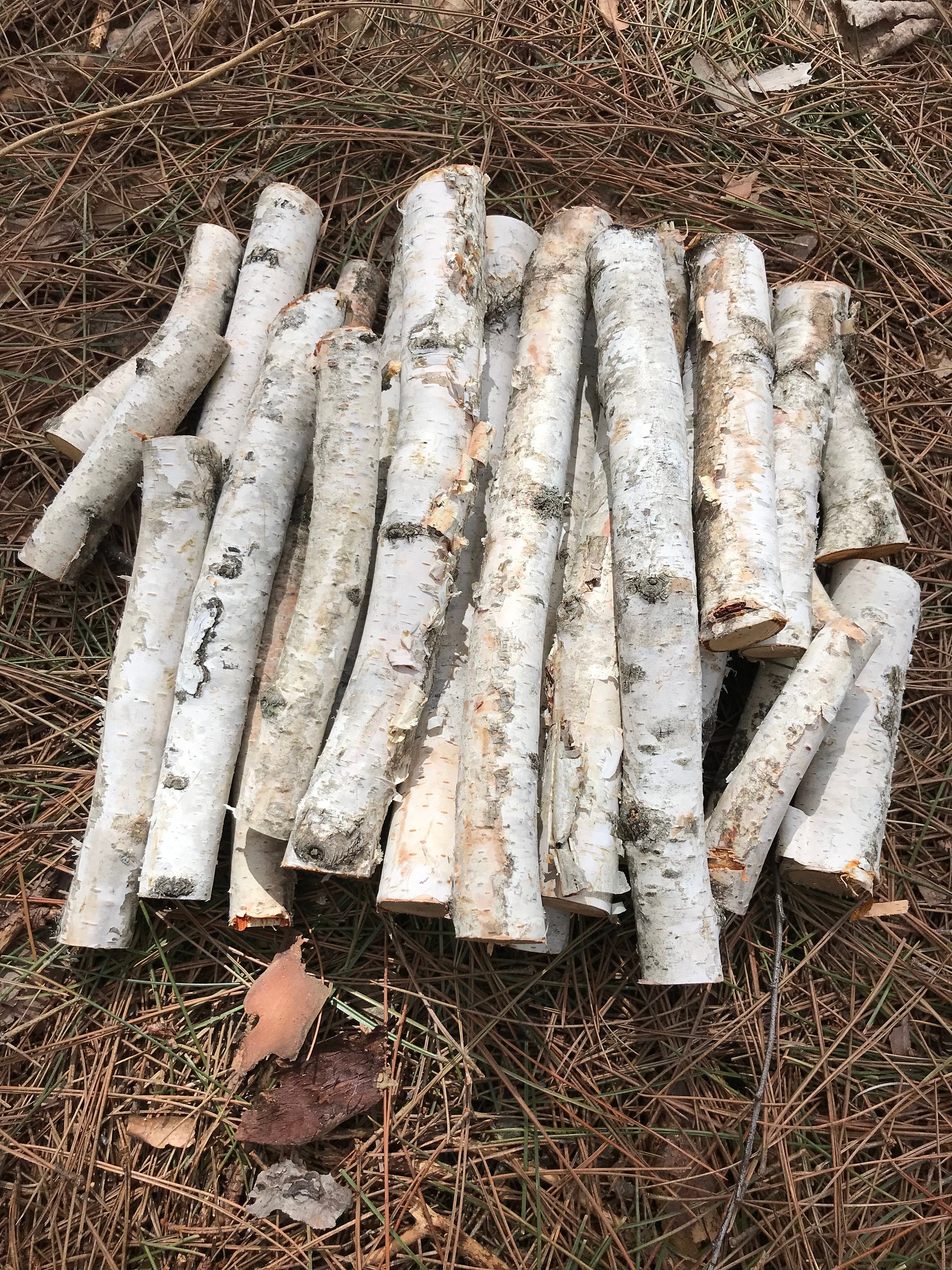 Birch Branches, L: 50-60 cm, 20 pc