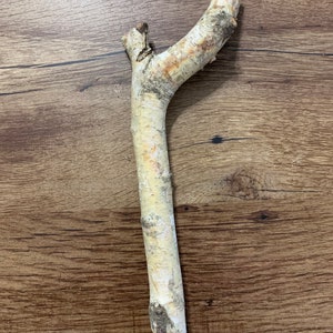 Unique White Birch &quot;R&quot; Shaped Branch, Approximately  11 inches long