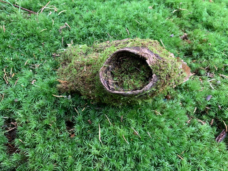6 inches x 4 inches Moss covered knotted log