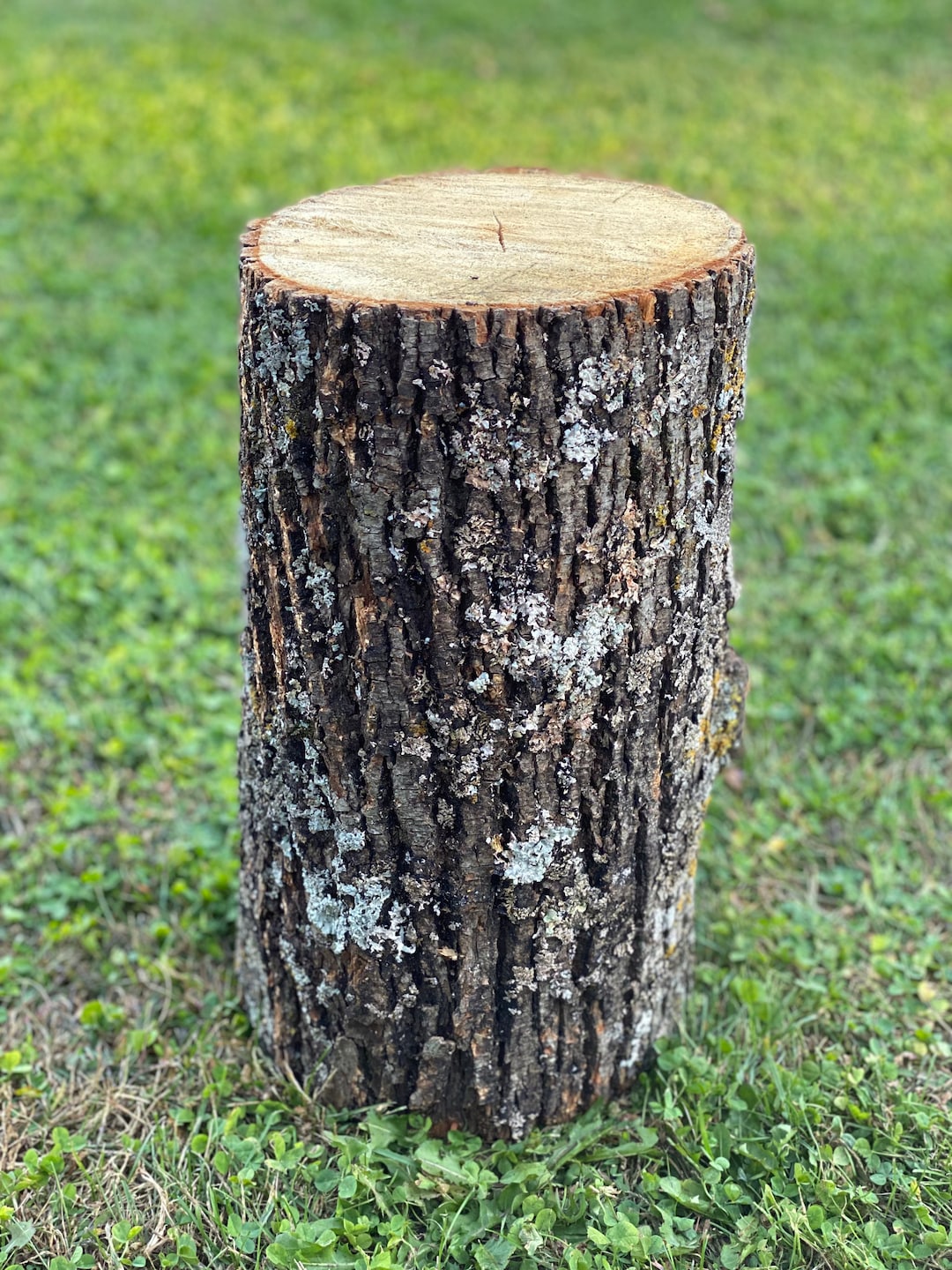 Basswood Log, One Count, About 15 Inches Long by 9 Inches Diameter - Etsy
