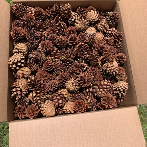 1000 Cônes De Pin Jack Marron - Décoration Naturelle, Artisanat, Jouets Pour Oiseaux