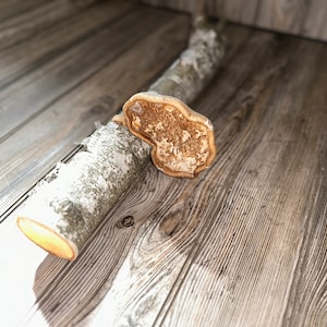 May include: A piece of birch wood with a light brown mushroom growing on it. The wood and mushroom are lying on a wooden surface.