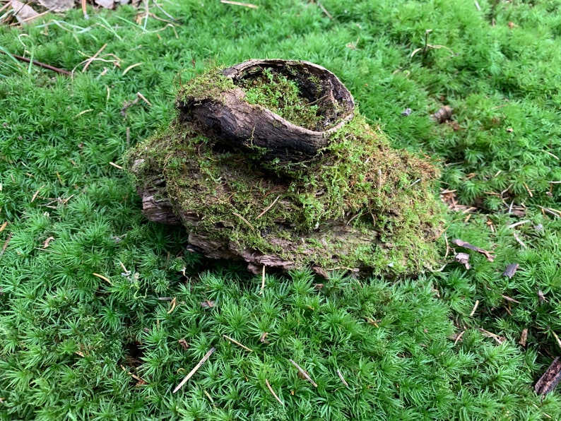 6 inches x 4 inches Moss covered knotted log