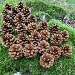 May include: A collection of brown pine cones arranged on a bed of vibrant green moss. The cones vary in size and shape, showcasing natural textures and patterns. The scene evokes a sense of the outdoors and natural elements.