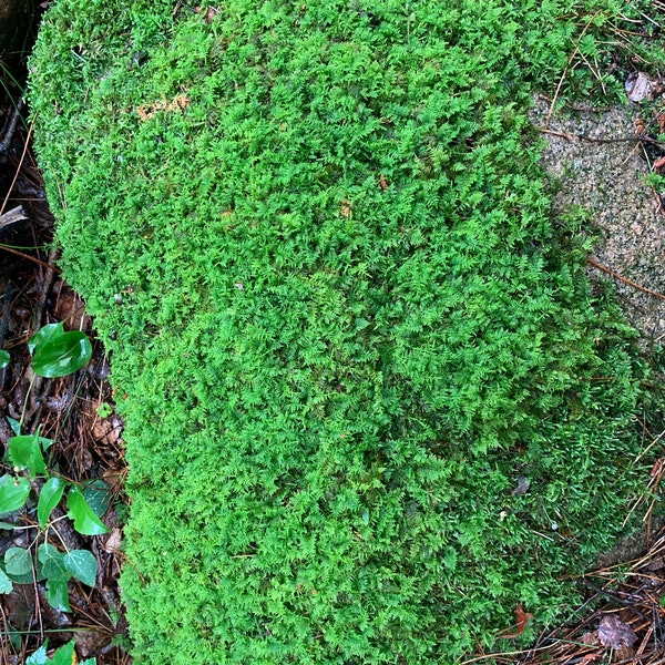 Feather Moss, Fern Moss, Live and Gathered Upon Order, 16 Square Inches, 4 x 4