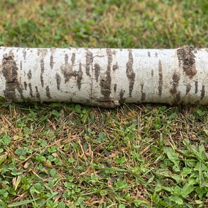 May include: A white birch log with dark brown bark markings, lying on a bed of green grass.