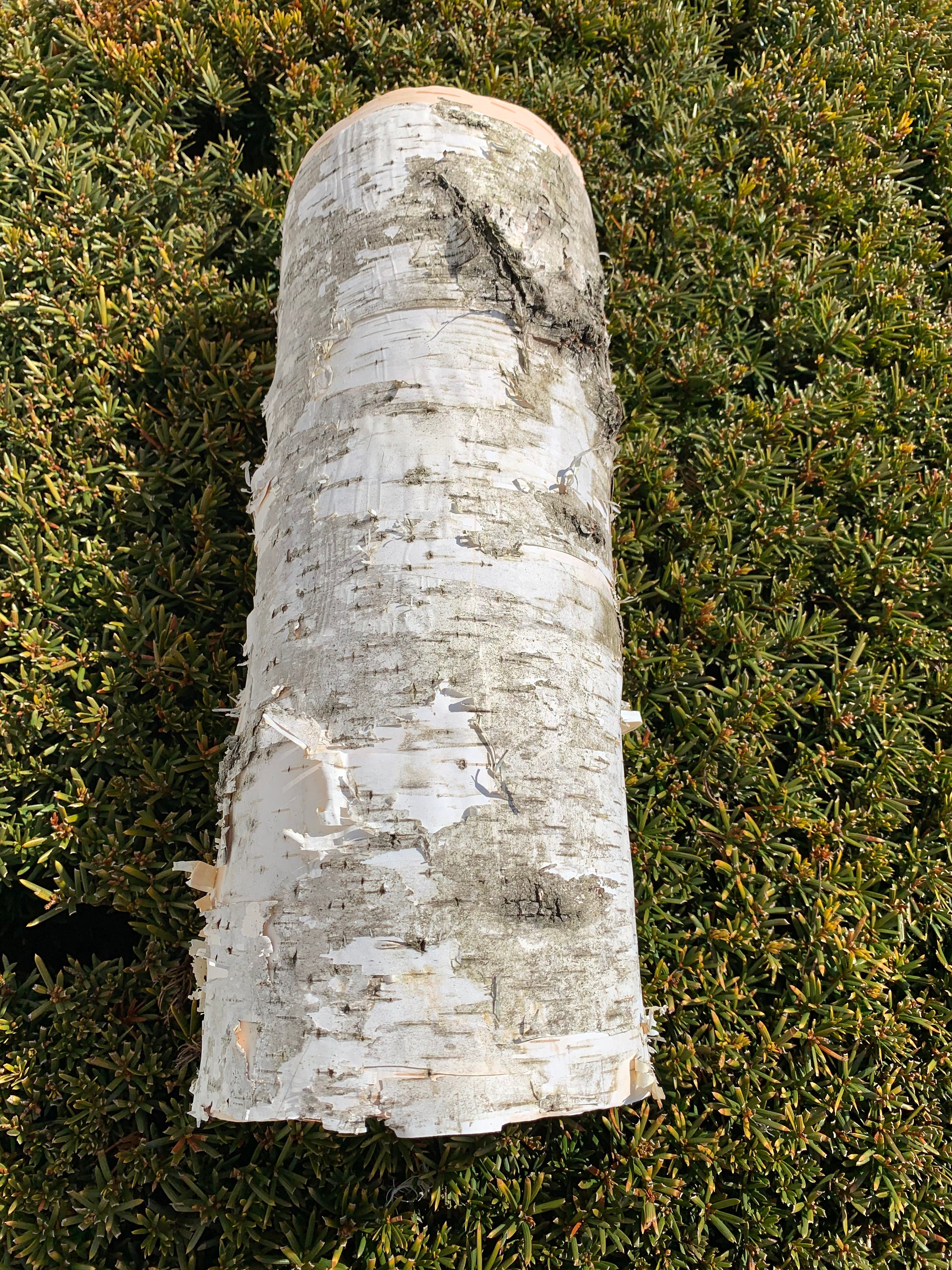 White Birch Bark Approximately 14 inches x 12 inches Etsy
