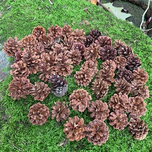 May include: A collection of brown pine cones arranged on a bed of green moss.