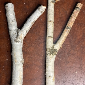 White Birch Y Shaped Logs, 2 Count, About 10 Inches Long