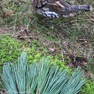 Puede incluir: Un urogallo rufo marr&oacute;n y blanco se encuentra en un &aacute;rea cubierta de hierba con un grupo de agujas de pino azul verdoso en primer plano.