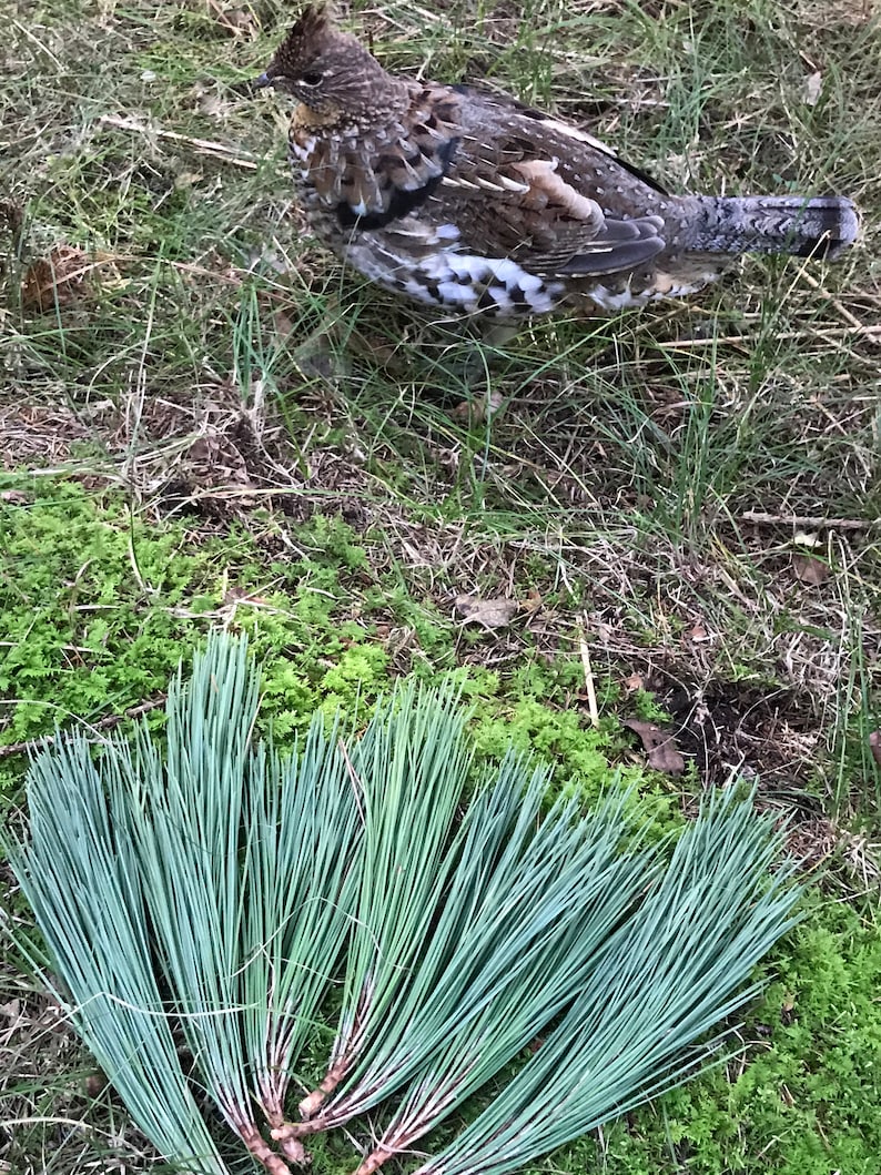 Puede incluir: Un urogallo rufo marr&oacute;n y blanco se encuentra en un &aacute;rea cubierta de hierba con un grupo de agujas de pino azul verdoso en primer plano.