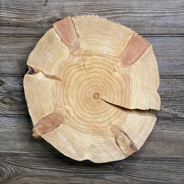 Pine Slice, Approximately 12 Inches Long by 12 Inches Wide and 4.5 Inches Tall