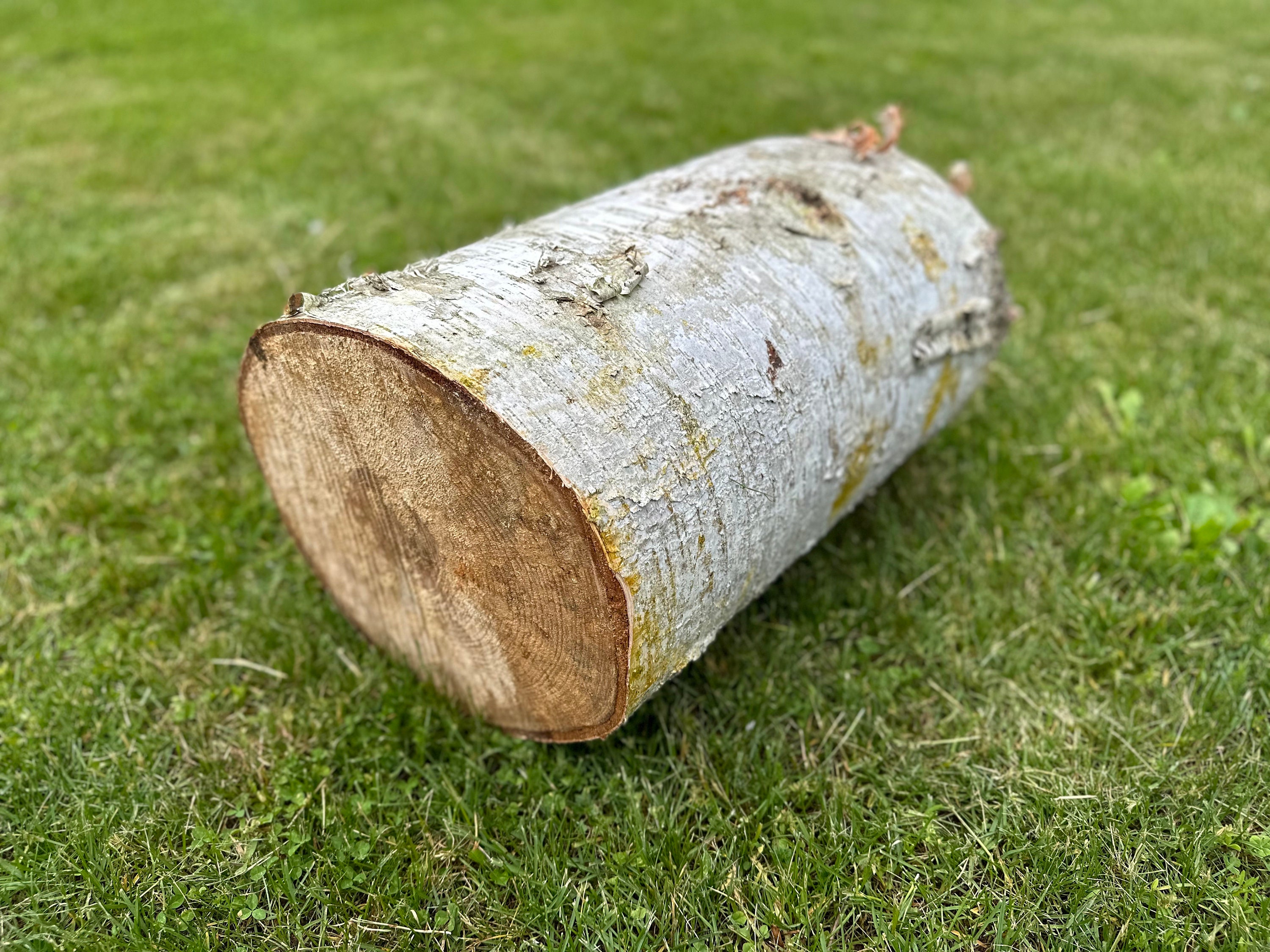 White Birch Log, Approximately 16 Inches Long by 12 Inches Diameter, White Birch Carving Log, Seasoned