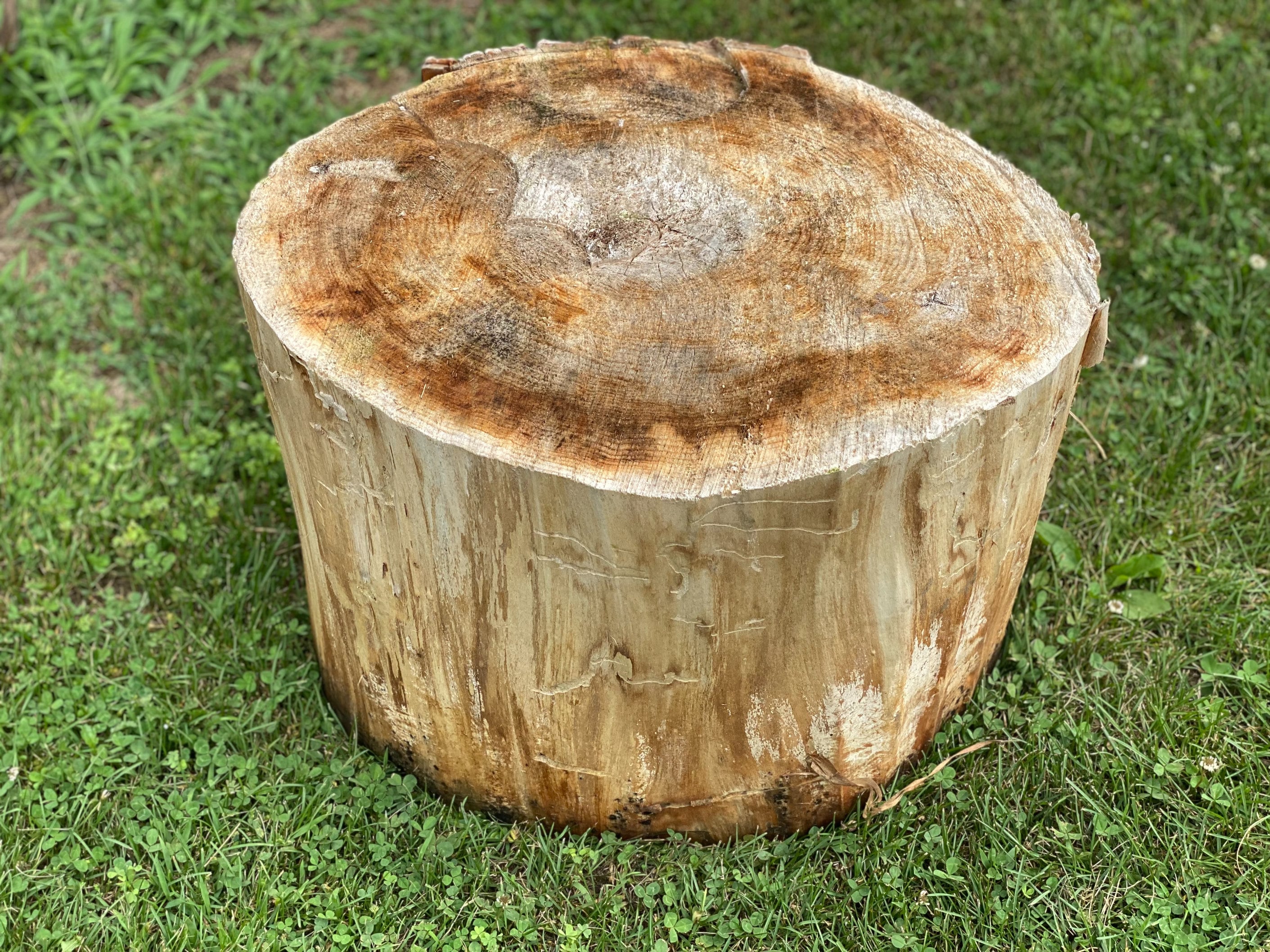 BASSWOOD ROUND - THICK