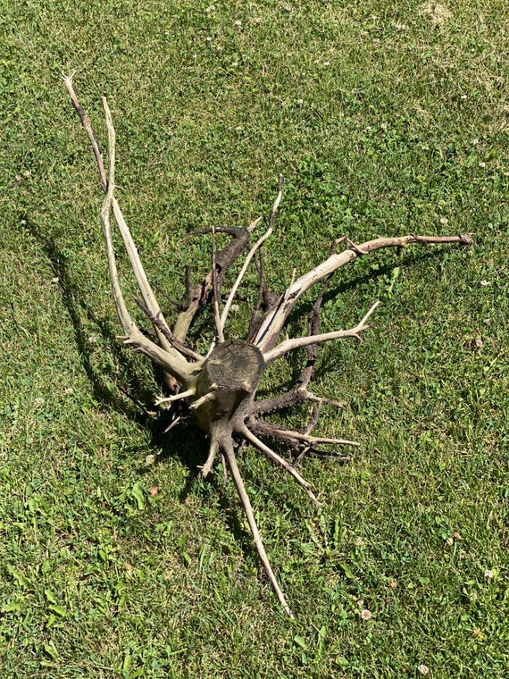 Spider Log, Approximately 29 Inches X 25 Inches X 9 Inches - Etsy