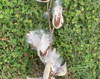 Vainas de algodoncillo con semillas, fibra de algodoncillo, paquete de 10 unidades, aproximadamente 7,6 cm de largo por 2,5 cm de ancho por vaina.