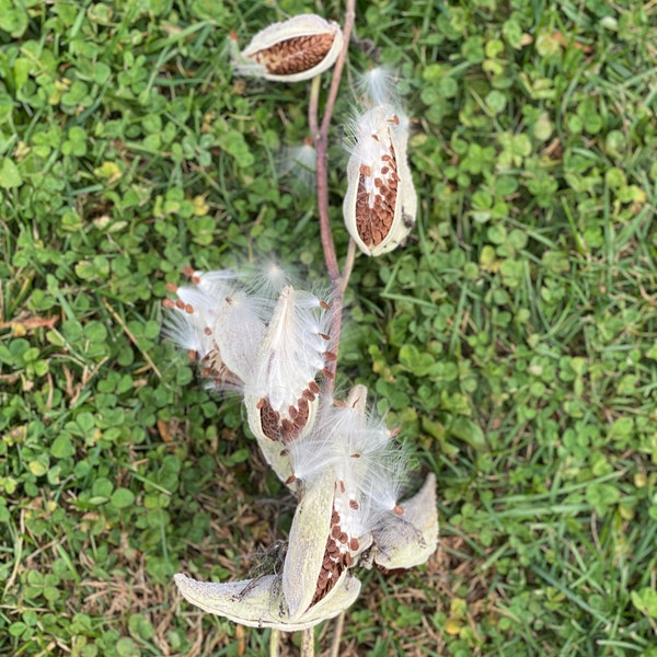 Milkweed Pods with Seeds, Milkweed Floss, 10 Count, Approximately 3 Inches Long by 1 Inch Wide Per Pod