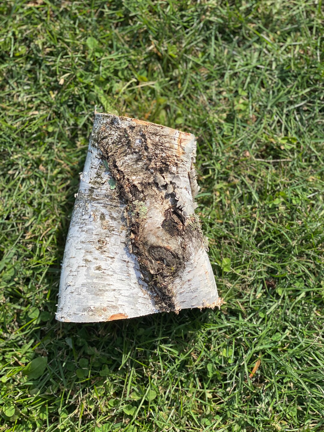 Small White Birch Log, Approximately 7 Inches Long by About 5.5 Inches ...