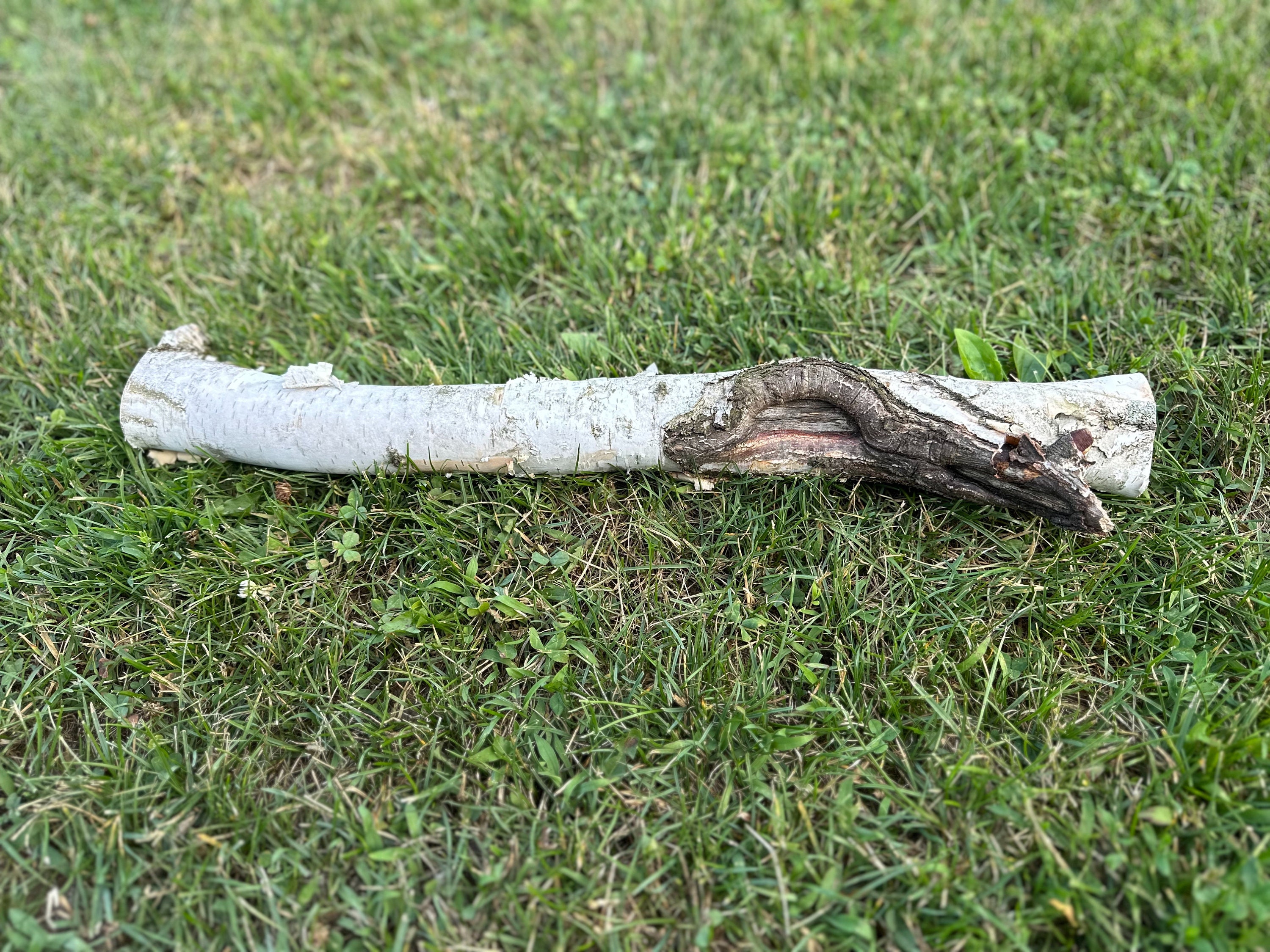 White Birch Log With Knot Hole, Paper Birch, 20.5 Inches Long, 1.5 ...