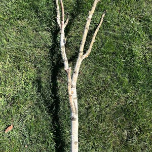 White Birch Log, Parrot Perch, Approximately 86 Inches Long 12 Inches Wide by 2 Inches Thick