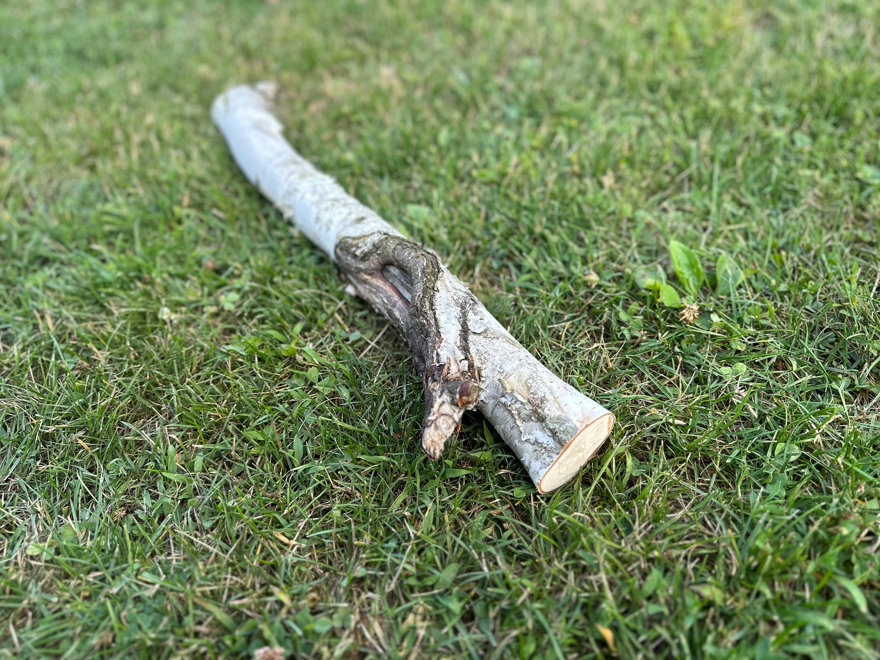 White Birch Log With Knot Hole, Paper Birch, 20.5 Inches Long, 1.5 ...