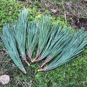 PINE NEEDLES, Red Pine, 6 clumps
