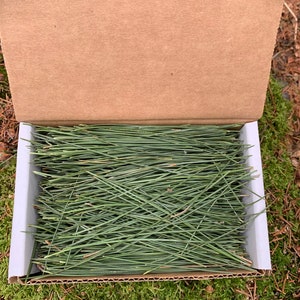 PINE NEEDLES, FRESH, 4 ounces, Red Pine