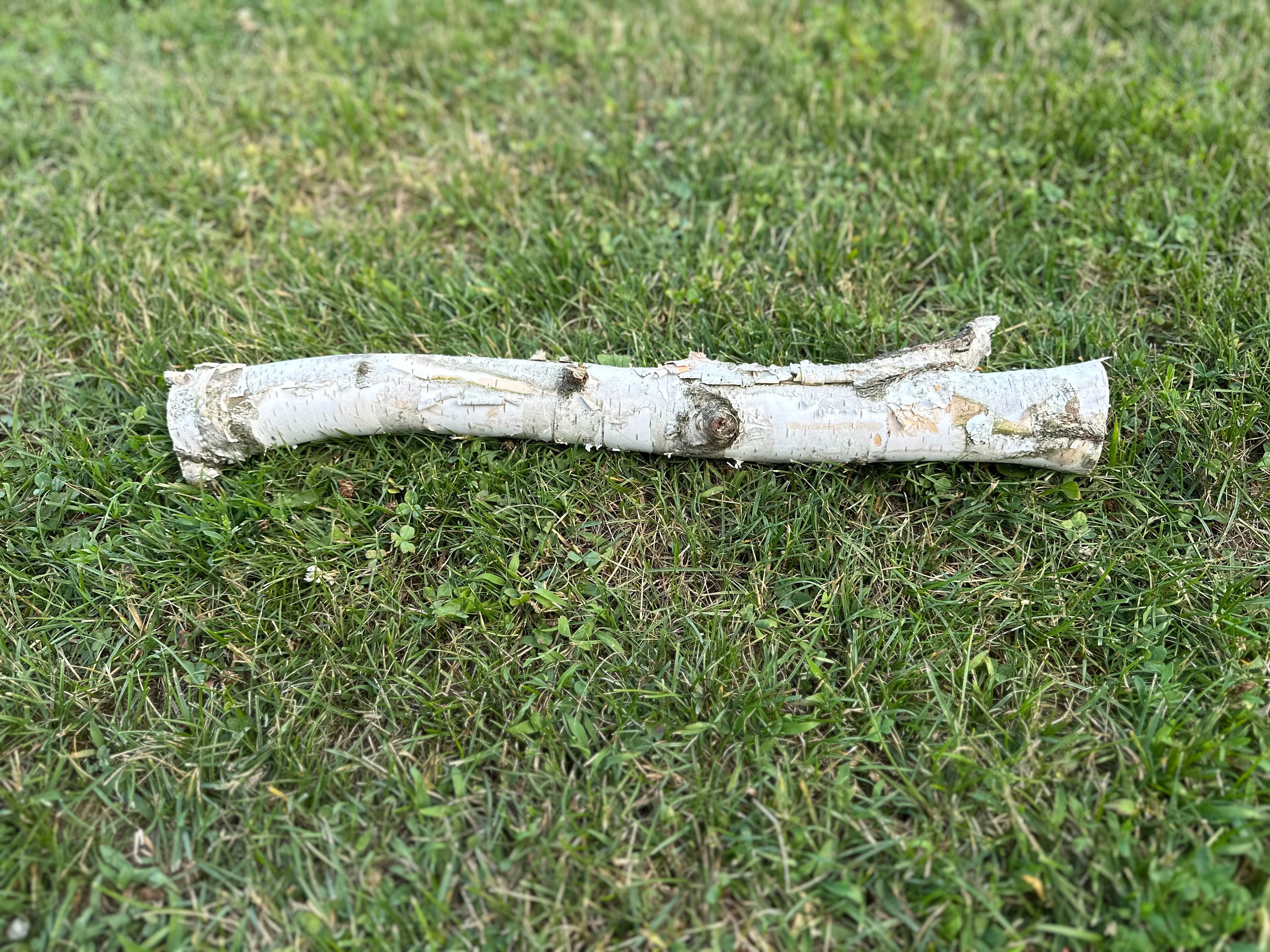 White Birch Log With Knot Hole, Paper Birch, 20.5 Inches Long, 1.5 ...