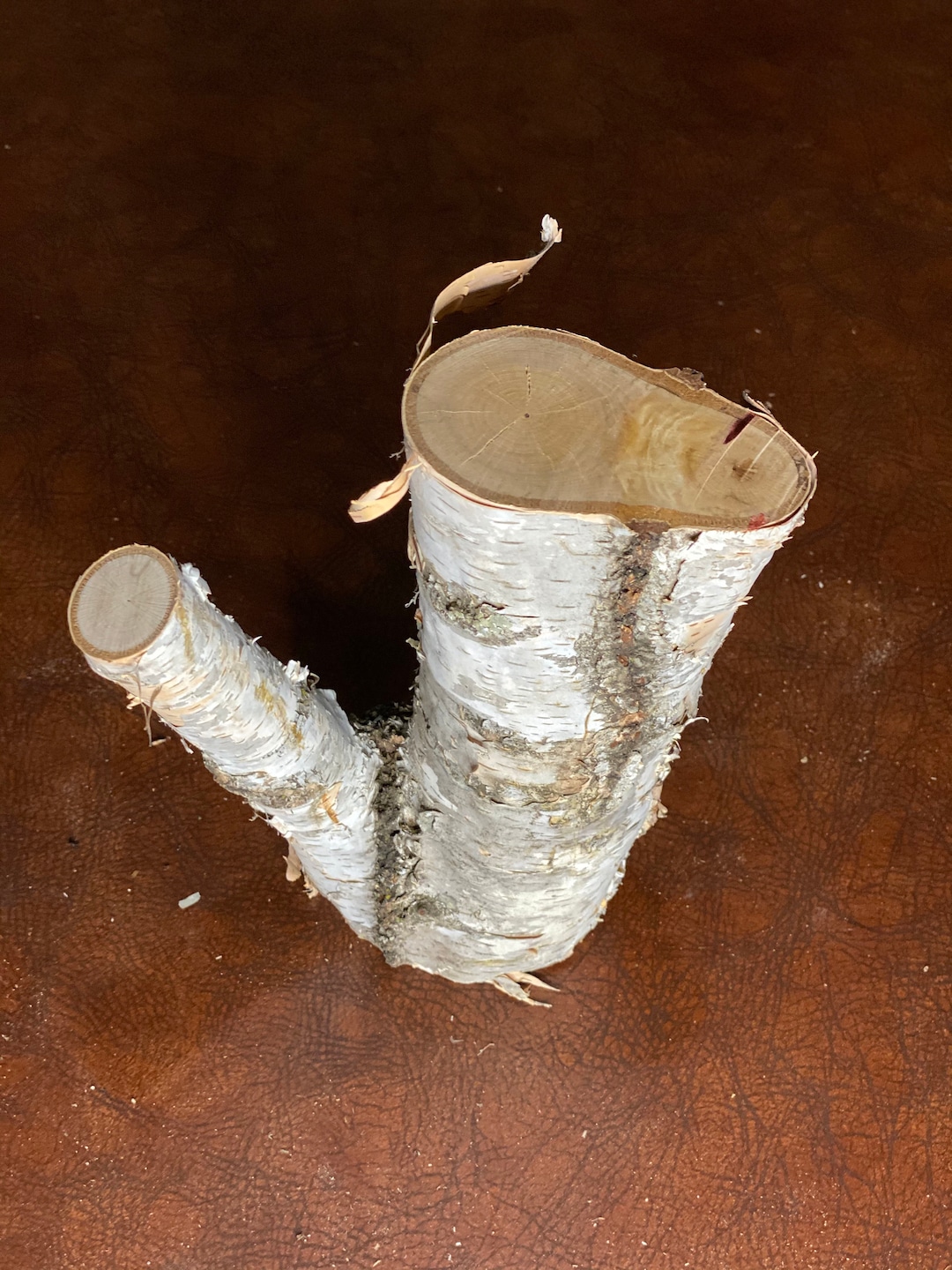 White Birch V- Shaped Log, Approximately 8 Inches Long by 4 Inches Wide ...