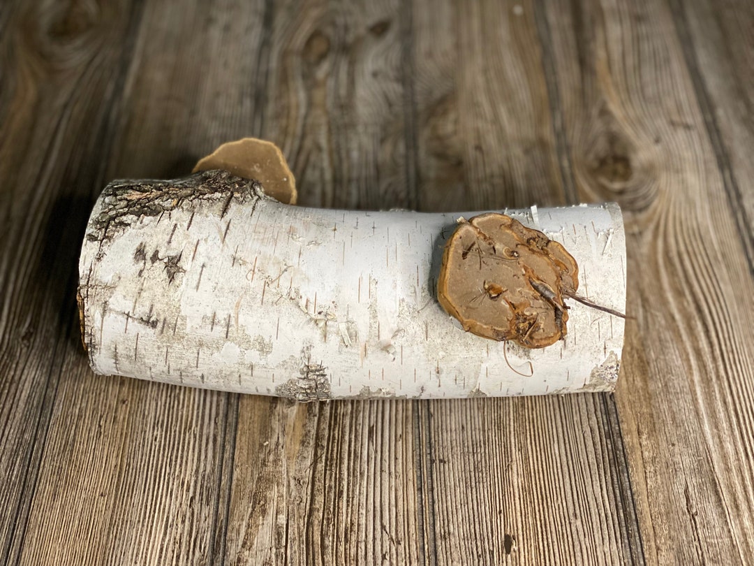 One White Birch Log With Natural Polypores/conks, Approximately 10.5 ...