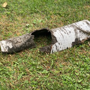 May include: A piece of birch bark with a large hole in the middle, lying on a bed of green grass.