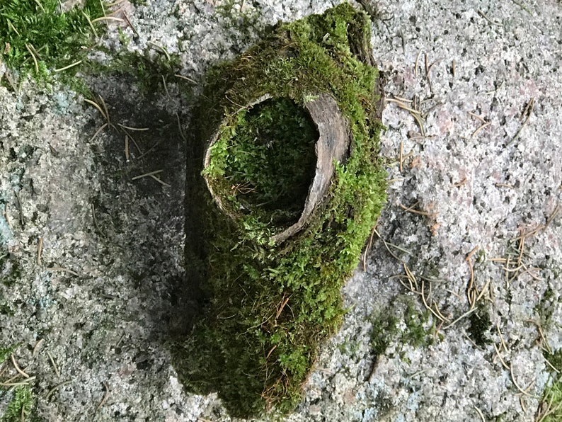 6 inches x 4 inches Moss covered knotted log