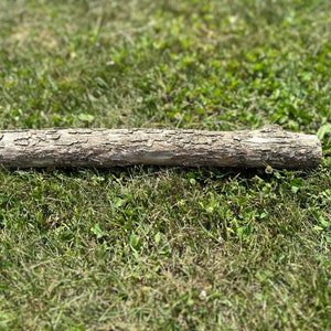 Ironwood Log, Hophornbeam, 16 Inches Long, Bundles Available
